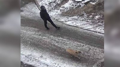 У Запоріжжі чоловіку оголосили підозру за фактом жорстокого поводження з собакою