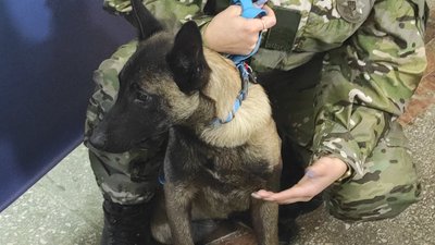 собаки терапевти собаки терапевти