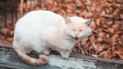 Що вам взагалі-то давно потрібно було знати про пасивну агресію