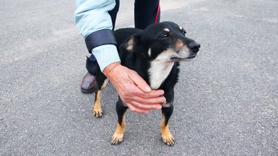 Двадцятьом тваринам знайшли господарів: як у вінницькому притулку доглядають за собаками-переселенцями Двадцятьом тваринам знайшли господарів: як у вінницькому притулку доглядають за собаками-переселенцями