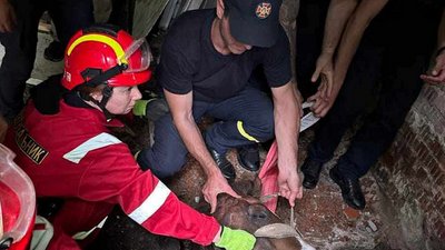 На Львівщині рятувальники витягли коня, який провалився у бетонну яму