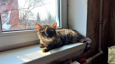 У Сумах волонтери готують корм для близько 200 собак і котів, які залишились в місті У Сумах волонтери готують корм для близько 200 собак і котів, які залишились в місті
