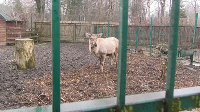 У Луцькому зоопарку представили власні поштові марки У Луцькому зоопарку представили власні поштові марки