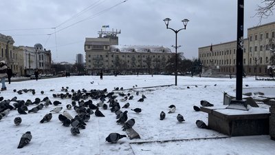 Птахи у дворах Кіровоградщини узимку: орнітолог про те, кого можна зустріти, чи варто їх підгодовувати й чим Птахи у дворах Кіровоградщини узимку: орнітолог про те, кого можна зустріти, чи варто їх підгодовувати й чим