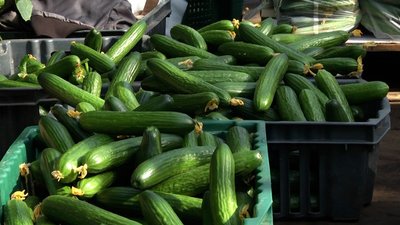 житомир, овочі, комбінат, станишівка, огірки, продаж, 26 березня 2024 рік