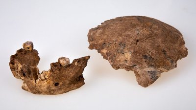 Homo Nesher Ramla. Ізраїльські археологи знайшли раніше невідомий вид древніх людей