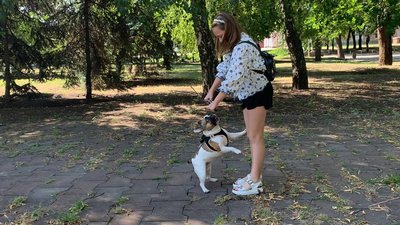 Дівчинка з Кривого Рогу вигулює собак і збирає гроші на допомогу ЗСУ