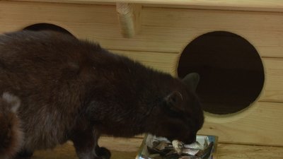 Три котобудиночки встановили у Черкасах Три котобудиночки встановили у Черкасах