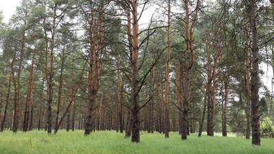 На Херсонщині висадили 30 гектарів нових лісів