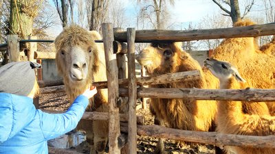 У зоопарку Маріуполя під час обстрілів Росії загинули тварини та птахи