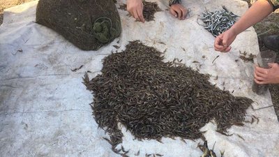 Наловив риби на 29 тисяч: на Херсонщині затримали браконьєра