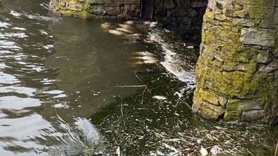 На Хмельниччині зафіксували мор майже 400 рибин На Хмельниччині зафіксували мор майже 400 рибин