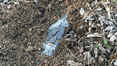 На Херсонщині знайшли схрон зі зброєю На Херсонщині знайшли схрон зі зброєю