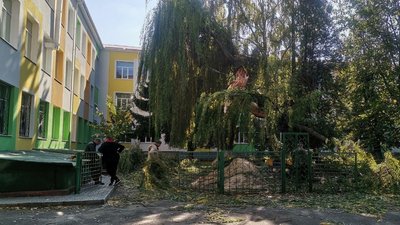 На території луцької школи впало дерево: екологи пояснили чому На території луцької школи впало дерево: екологи пояснили чому