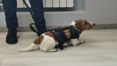 На відкриття класу приїхав Пес Патрон На відкриття класу приїхав Пес Патрон