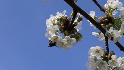 "Вимушений скорочувати частину саду": які проблеми вирощування плодових дерев у малих підприємств на Дніпропетровщині "Вимушений скорочувати частину саду": які проблеми вирощування плодових дерев у малих підприємств на Дніпропетровщині