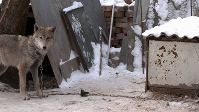У Чернігові подружжя прихистило цуценя, яке виявилося вовком У Чернігові подружжя прихистило цуценя, яке виявилося вовком