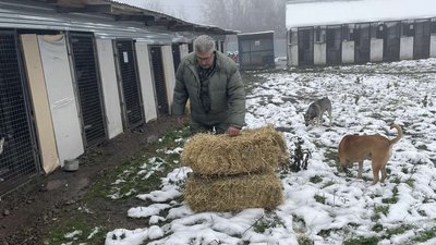 Купили сіно та утеплили будки. Як у Чернівцях в центрі стерилізації тварин підготувались до зими Купили сіно та утеплили будки. Як у Чернівцях в центрі стерилізації тварин підготувались до зими