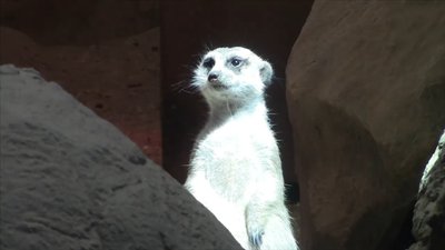 У Харківському зоопарку народилися сурикати