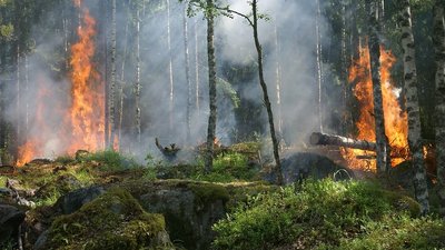 Надзвичайний рівень пожежної небезпеки оголосили на Полтавщині: які причини