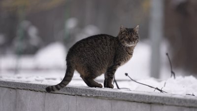Кіт, сказ, карантин