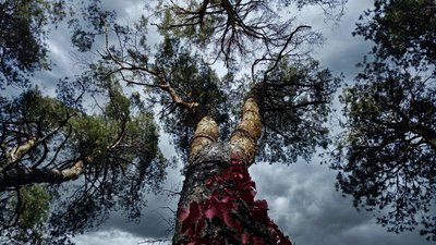 Якою буде погода на Кіровоградщині 31 жовтня та 1 листопада – Суспільне