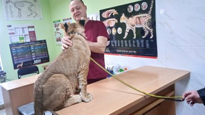 "Утримують у неналежних умовах". Левеня з Кривого Рогу, яке живе у приватній власності, втрачає зір "Утримують у неналежних умовах". Левеня з Кривого Рогу, яке живе у приватній власності, втрачає зір