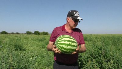 Незалежності – 30: на Херсонщині фермер тридцять років вирощує кавуни