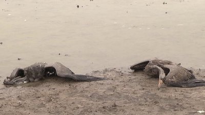 Майже 200 мертвих птахів: на Херсонщині продовжують гинути червонокнижні сірі журавлі та огарі
