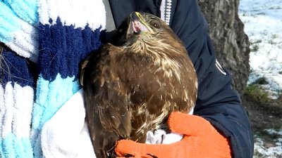 Запорізька волонтерка врятувала хижого птаха Запорізька волонтерка врятувала хижого птаха