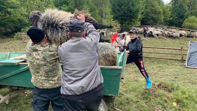 "Розлучення овець" відзначили вівчарі у селі Чорна Тиса на Закарпатті "Розлучення овець" відзначили вівчарі у селі Чорна Тиса на Закарпатті