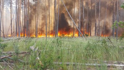 Пожежа у Чорнобильському заповіднику