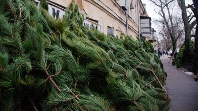 В Одесі продають ялинки