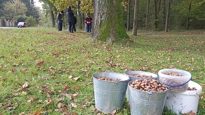 Щоб врятувати ліс: на Волині організували акція зі збору жолудів