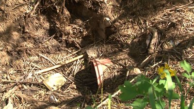 Жителі Черкащини скаржаться на відходи свинокомплексу Жителі Черкащини скаржаться на відходи свинокомплексу
