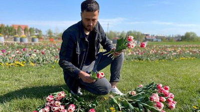Понад три мільйони тюльпанів, дитячі гірки та фотозони. У громаді на Буковині зацвіло тюльпанове поле Понад три мільйони тюльпанів, дитячі гірки та фотозони. У громаді на Буковині зацвіло тюльпанове поле