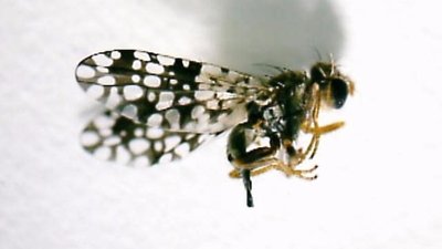 Tephritis praecox (Loew, 1844), фітофаг на Тернопільщині Tephritis praecox (Loew, 1844), фітофаг на Тернопільщині