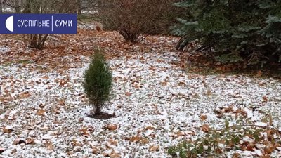 У ботанічному саду Сумського педуніверситету висадили 7 нових видів хвойних рослин У ботанічному саду Сумського педуніверситету висадили 7 нових видів хвойних рослин