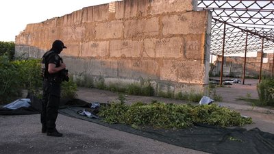 Коноплі на 300 млн гривень. На Херсонщині правоохоронці знайшли наркоплантацію Коноплі на 300 млн гривень. На Херсонщині правоохоронці знайшли наркоплантацію