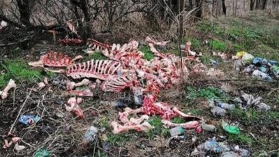 Рештки тварин у запорізькій лісосмузі знищили у безпечний спосіб