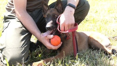 Вівчарка Жуді Вівчарка Жуді