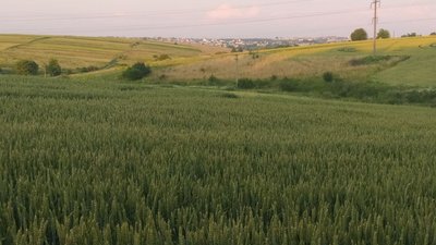 Пшеничне поле Пшеничне поле