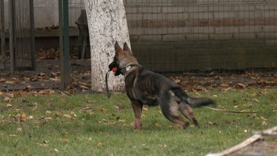 Собака у кінологічному центрі Собака у кінологічному центрі