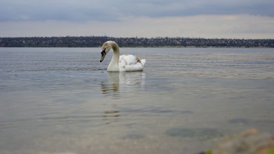 Лебідь на річці Південний Буг у Миколаєві
