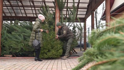 У лісництвах Черкащини вирощують ялинки до свят