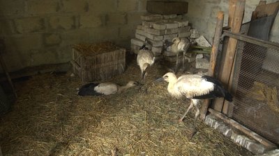 Жителька Тернопільщини врятувала чотирьох лелеченят, які випали з гнізда Жителька Тернопільщини врятувала чотирьох лелеченят, які випали з гнізда