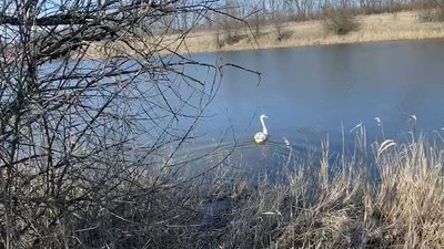 лебідь, птах, Дніпро