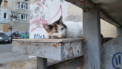 Кіт спить на сходах у центрі Харкова