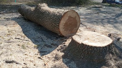 Рівнянка поскаржилась, що в місті дерева ріжуть, а нові не садять. У Тресті відповіли
