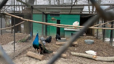 Як вплинула війна на роботу Миколаївського зоопарку Як вплинула війна на роботу Миколаївського зоопарку